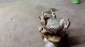 ПРИКОЛЬНО НЕ ПО ДЕТСКИ (18+) #237 ДЕТЯМ НЕ СМОТРЕТЬ ТОЛЬКО ДЛЯ ВЗРОСЛЫХ 18+ ТОП ЛУЧШИХ ПРИКОЛОВ #3