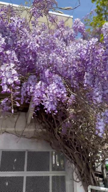 Гліцинія у Сіетлі💟/ Wisteria In Seattle💟