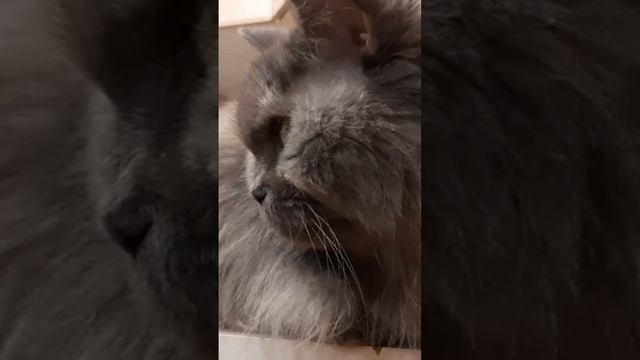 Радостные новости по Алисе #1 🐈⬛ 🙂 смотреть онлайн