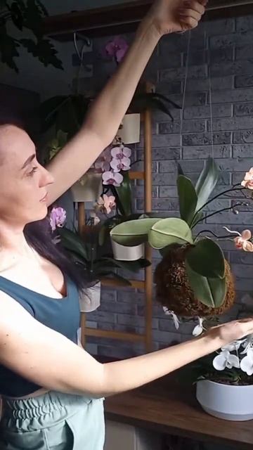 Орхидея Sunset Love в кокедаме 💘#кокедама_orchid_alisa #комнатны смотреть онлайн