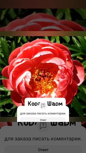 Часть 1.Корни пионов доступны для заказа 🌱 смотреть онлайн