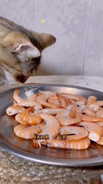 Коти й морепродукти! Правда, яку від тебе приховували # смотреть онлайн