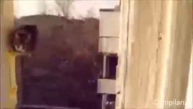 Смешные видео приколы на видео про кошаков Жир 2014 смотреть онлайн