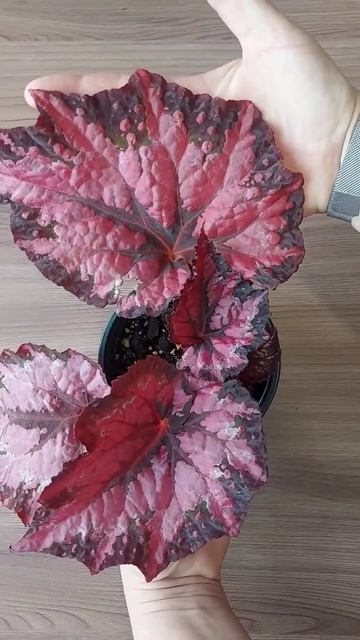 Декоративно-лиственная Бегония "DS Гранатовый браслет смотреть онлайн