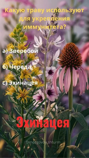 Викторина на тему лечебные растения #shorts #shortsvideo #лекар