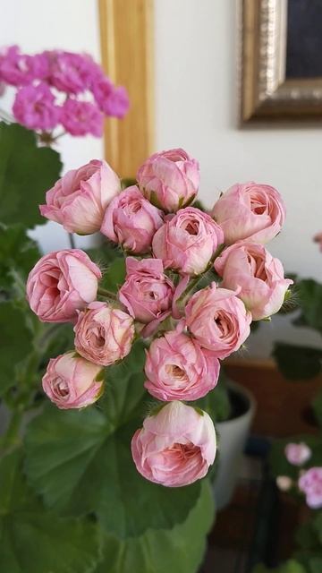 Пеларгония Ю-Полонез#flowers #plants #цветы #pelargonium смотреть онлайн