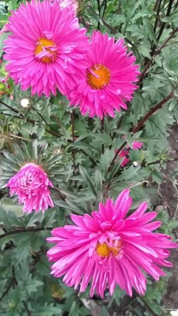 Астра смотреть онлайн