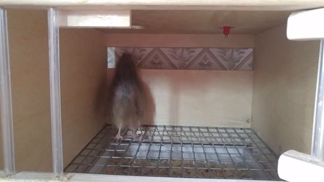 Сторожевая перепелка) Лунтику 8,5 месяцев и он по прежнему с нами и радует нас смотреть онлайн