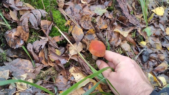 Грибы еще Есть. Ленинградская область. Часть 2 смотреть онлайн