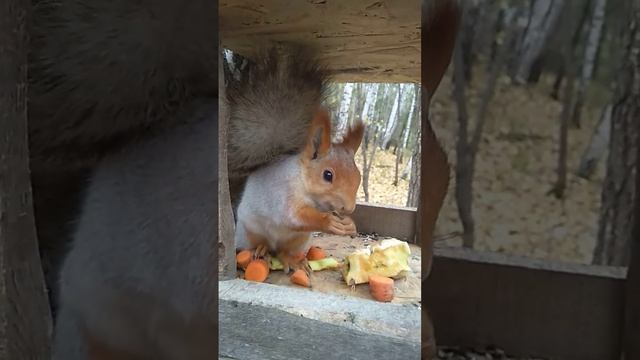 Красотка белочка любит орешки. смотреть онлайн