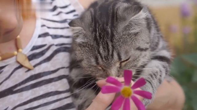 😺Мяуканье котят. Звуки мяуканья котят. Звуки кошки 😺