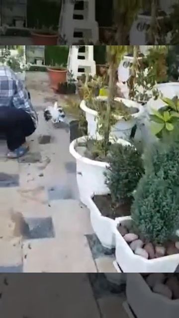 Любовь и у Голубей есть. смотреть онлайн