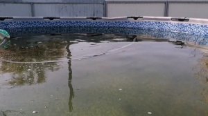 Чистим бассейн. Робот пылесос INTEX ZX100.