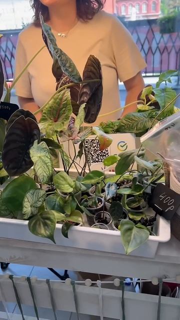 Цветариум фест Саратов смотреть онлайн