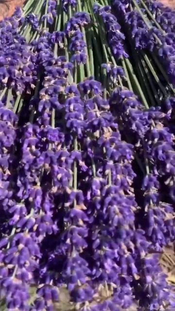 Вже скоро на моїй плантації😍😍😍 #лаванда #полелаван? смотреть онлайн