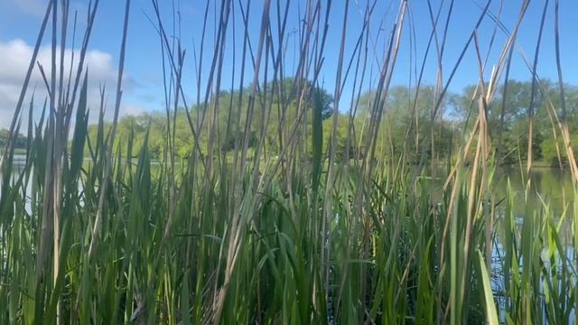 природа смотреть онлайн