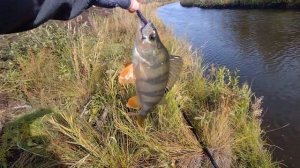 26.09 р. Нейва, за осенней щукой (Hearty Rise Evolution E3-702MS)