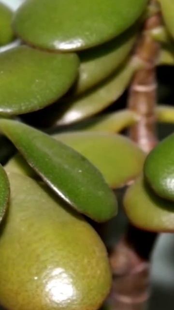 Лечебное свойство денежного дерева смотреть онлайн