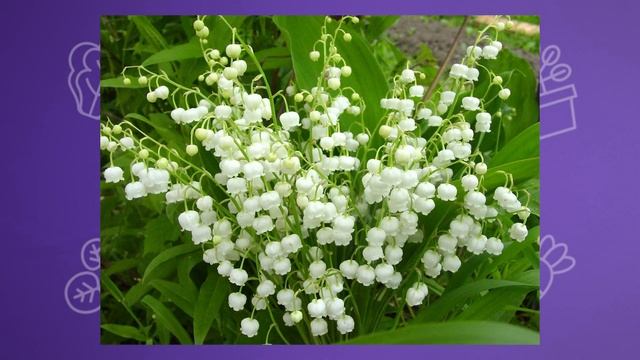 🌿 5 ЦВЕТОВ, КОТОРЫЕ ВЫТЕСНЯТ СОРНЯКИ! Посадите их – и забудете о прополке навсегда! смотреть онлайн