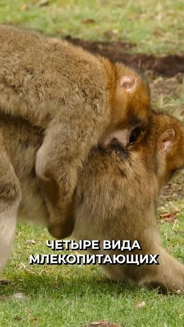 📍В джунглях Перу обнаружили неизвестных науке живот? смотреть онлайн