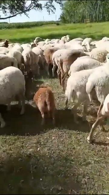 89658788009 Продажа Катумских овец ярок, ягнят чистопородн? смотреть онлайн