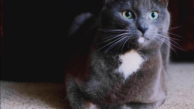 Черный кот и Призрак женщины Мистическая история из р смотреть онлайн