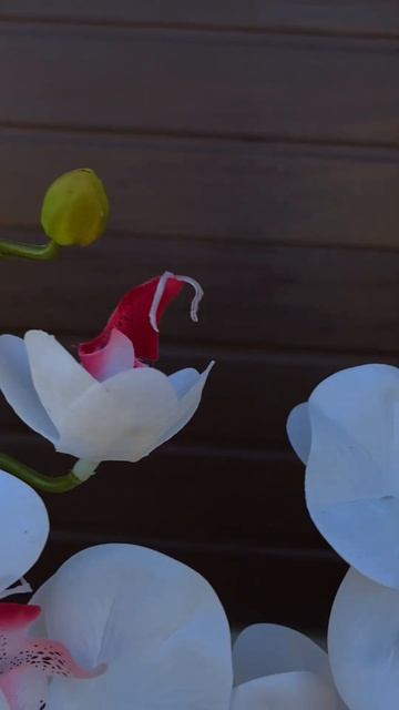 🌿Композиция из орхидей в наличии🌿высота 57 см 🌿1400 #ц смотреть онлайн