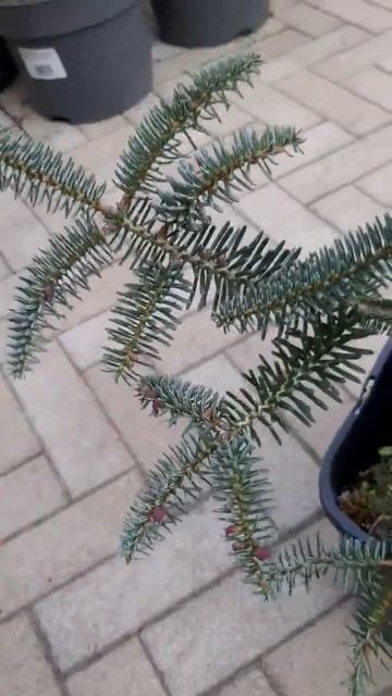 🌲Пихта испанская Каллерис | Telegram: https://t.me/love_is_hvoiny_dvorik смотреть онлайн