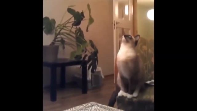 Приколы с Котами 2020 , Коты Хотят Любить смотреть онлайн