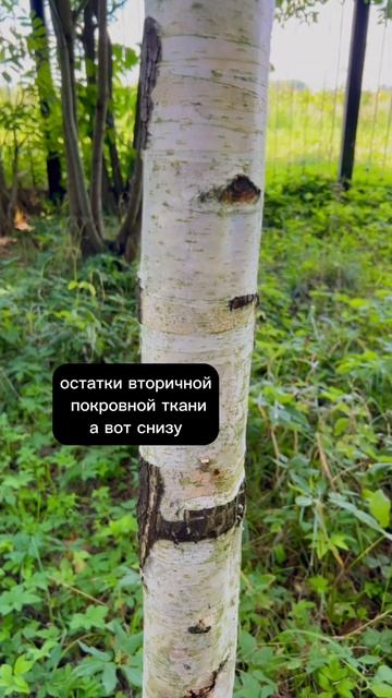 Покровная ткань смотреть онлайн