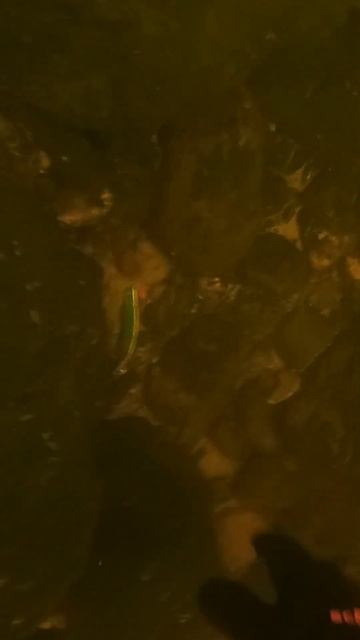 На дне залежи блёсен #рыбалка #fishing #рыба #carp смотреть онлайн