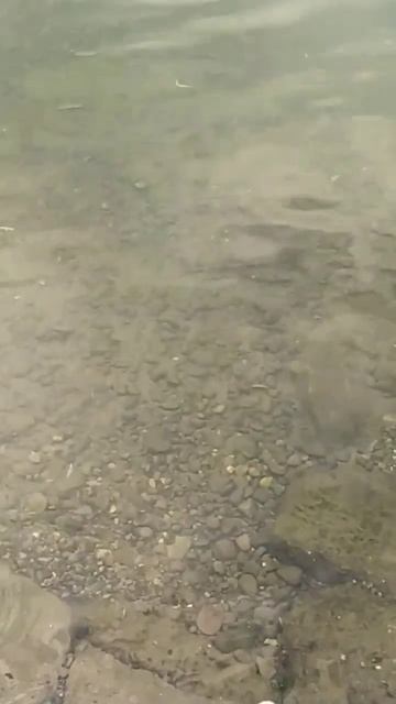 Поймал-отпусти. Щука на спиннинг. #shorts #сибирь #красноя?