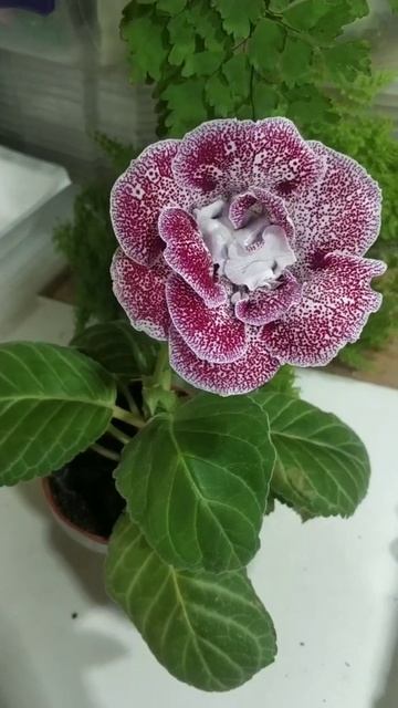 Глоксиния"Марисабель" смотреть онлайн