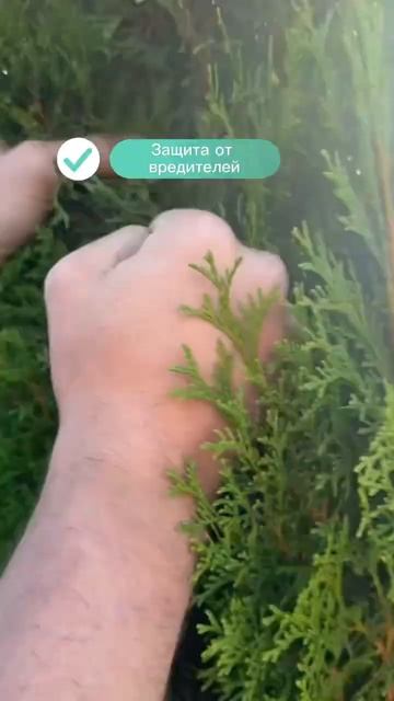 Уход за туей: Основные советы для здорового рост 🌱 за? смотреть онлайн