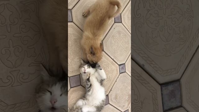 Без слов 🙊 🤣🤣🙊 смотреть онлайн