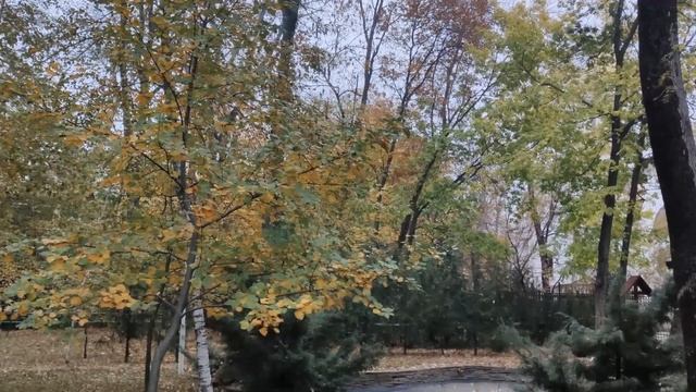 Ростовская осень Октябрь 2019 Часть 2 смотреть онлайн