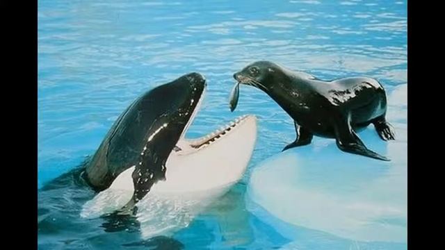 Смешные рыбы 2 смотреть онлайн