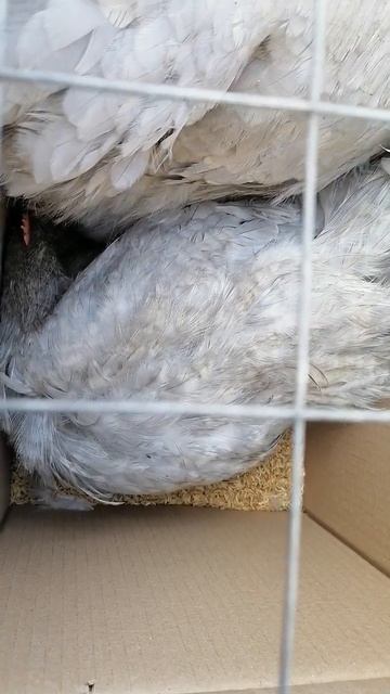 Английский Орпингтон Лаванда, отправка курочек в друг смотреть онлайн