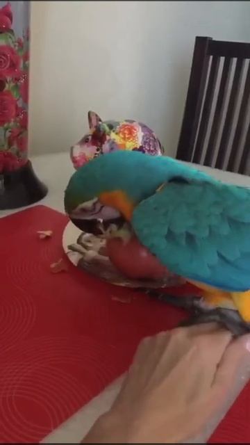 Попугай Ара , Рома грызёт гранат , пилорама )) смотреть онлайн