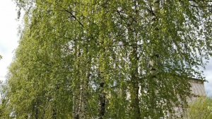 ПО ТРОПИНКЕ Я ПОЙДУ, ЛЕТО В ГОСТИ ПОЗОВУ...