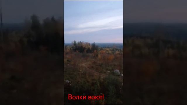 Как волки ночью воют! смотреть онлайн