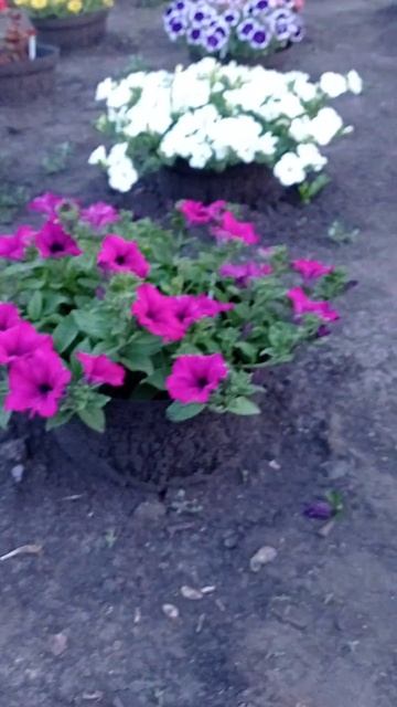 петуния Каскадиа Аризона Скай смотреть онлайн