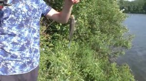 Рыбалка. Ловля толстолоба на две разные снасти. Рецепт каши.