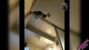 Прикольные видео с кошками и собаками!