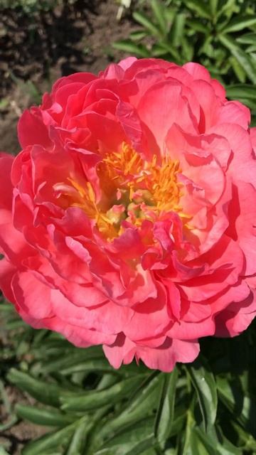 Пион Корал Суприм смотреть онлайн