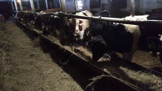 Каким должно быть сено, и наша ошибка. смотреть онлайн