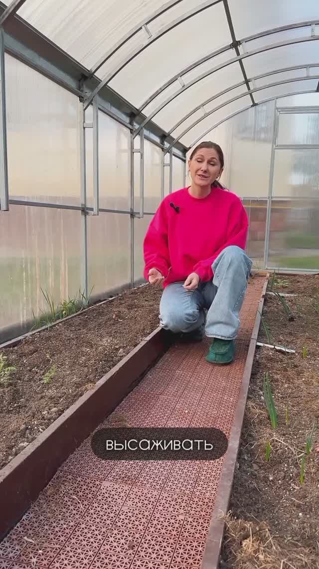 Когда можно высаживать рассаду в теплицу без риска смотреть онлайн