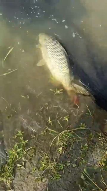 Смешные моменты на рыбалке только у нас ) Ждем вас