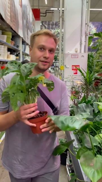 Смотрите корни? #корневая #корни #растения #комнатныер? смотреть онлайн