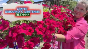 ТАКАЯ ШИКАРНАЯ  ПЕТУНИЯ БУДЕТ И У ВАС: ТЕХНИКА ПЕРЕВАЛКИ  ПЕТУНИИ ДЛЯ ОБИЛЬНОГО ЦВЕТЕНИЯ
